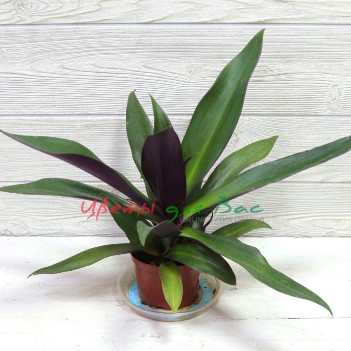 Рео пестрое