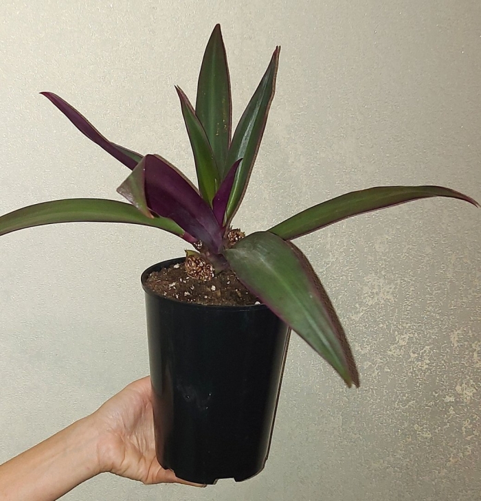 Традесканция покрывальчатая рео