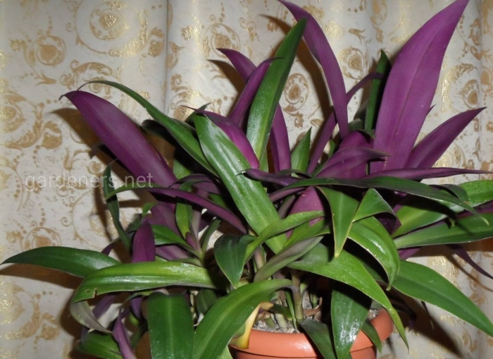 Традесканция рео покрывальчатое