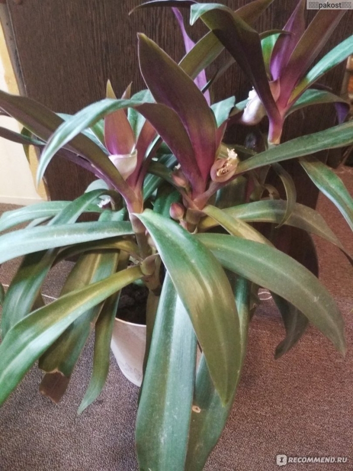 Рео ладья моисея цветок