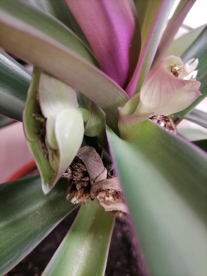 Традесканция рео ладья моисея