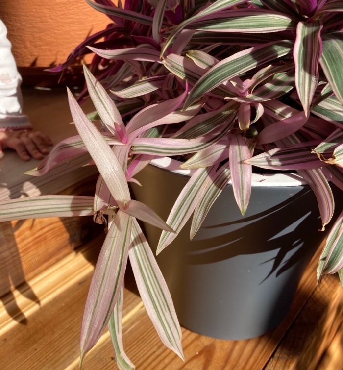 Растение традесканция