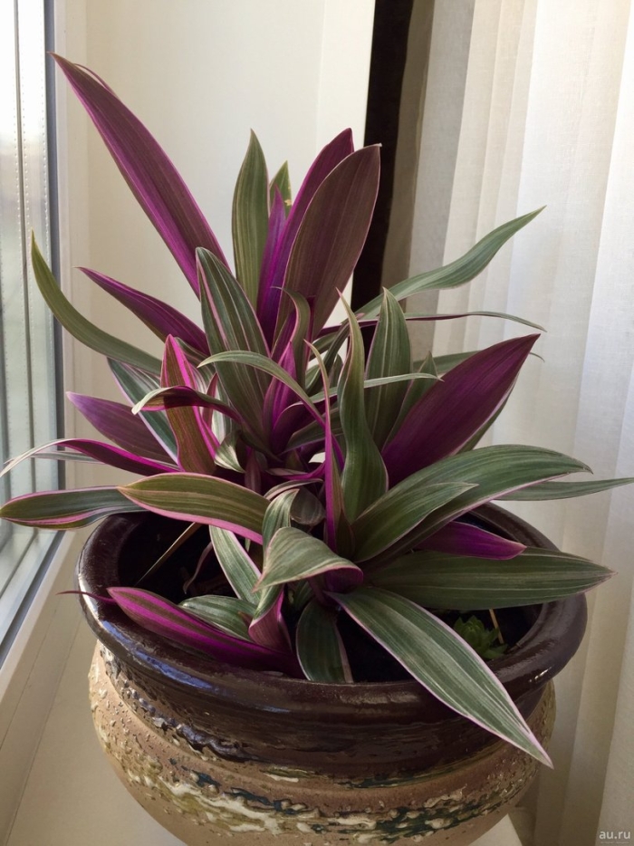 Рэо комнатное растение