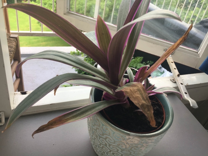 Tradescantia spathacea tricolor