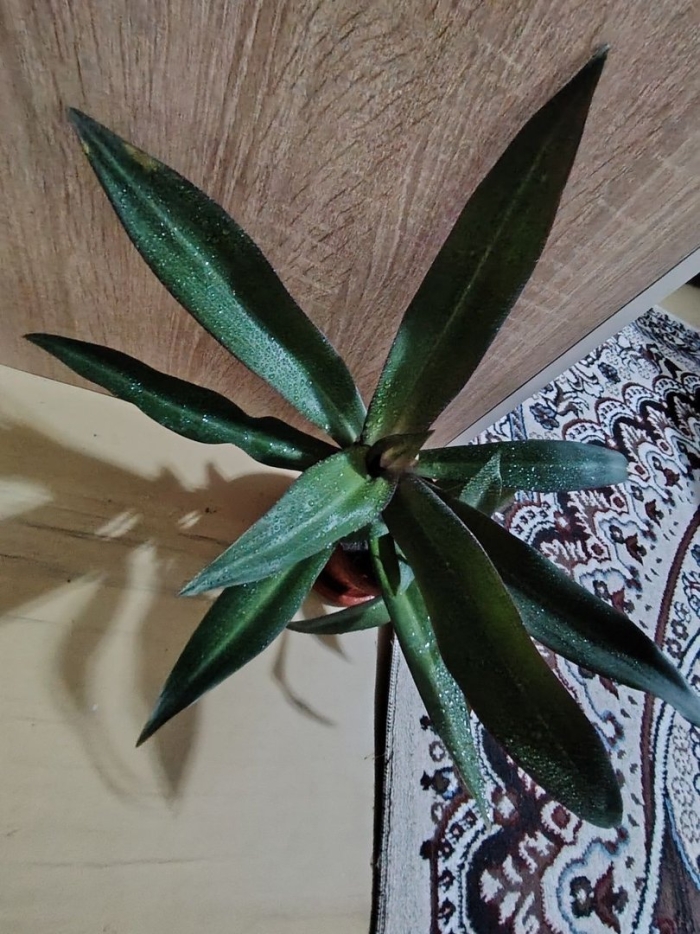 Бөлме өсімдіктері