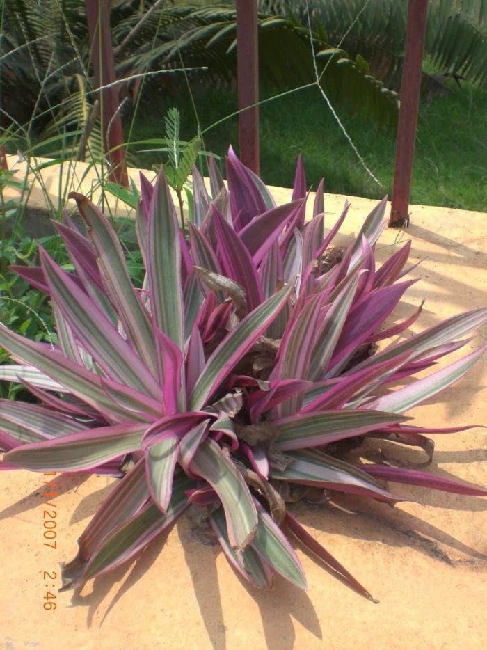 Традесканция рео