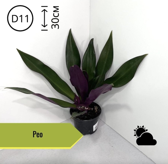 Традесканция пёрпл пейшн