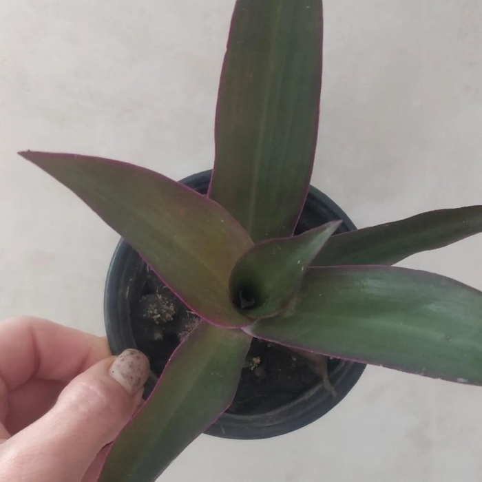 Традесканция силламонтана вельвет хилл