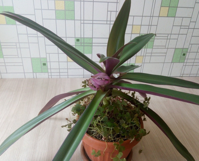 Традесканция покрывальчатая рео