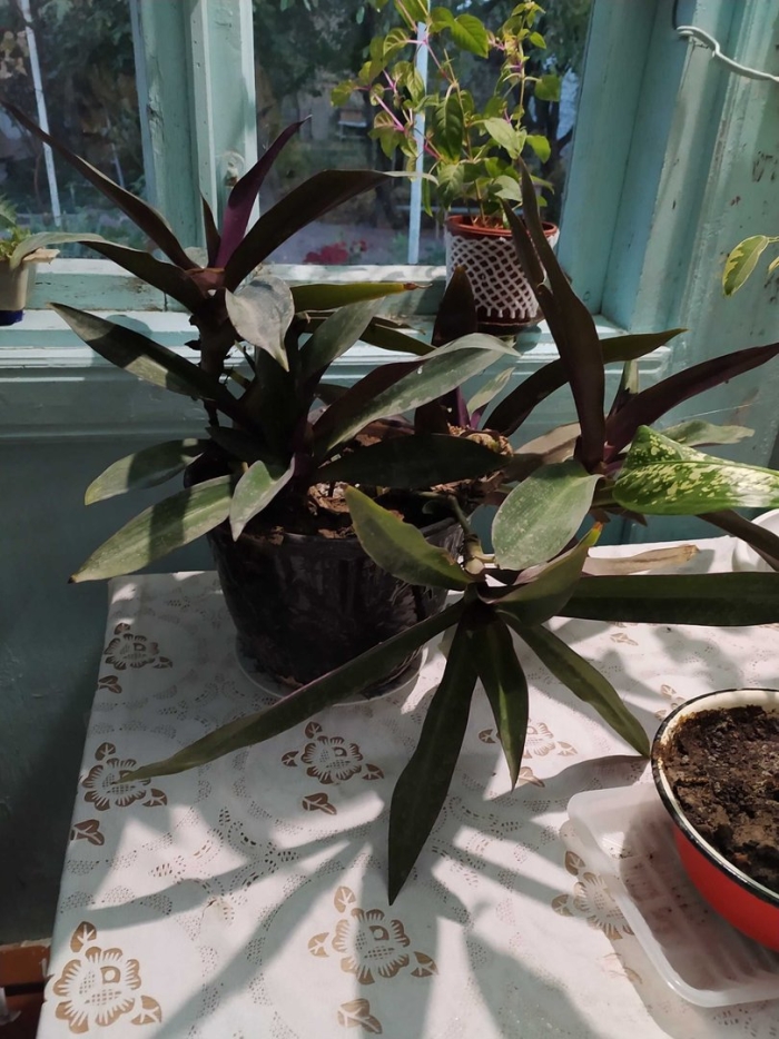 Комнатное растение рео