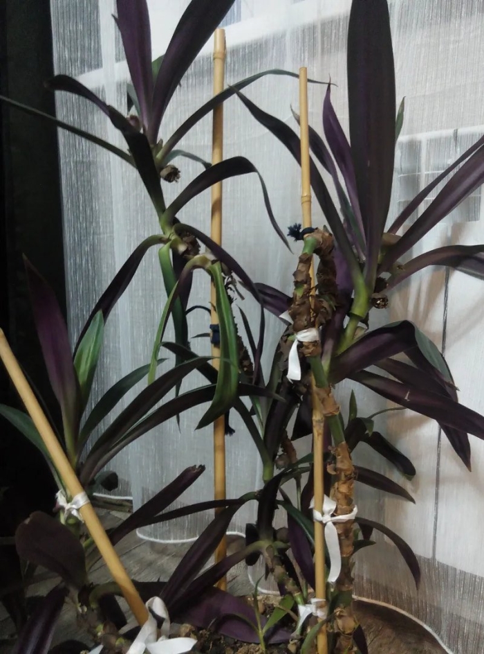 Традесканция рео ладья моисея