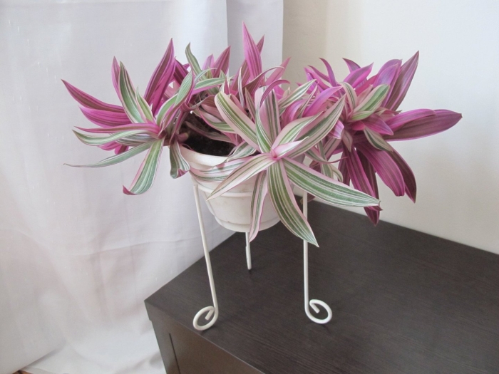 Традесканция тайская мультиколор