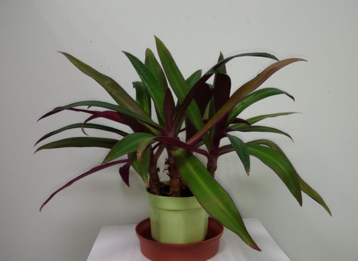 Традесканция покрывальчатая рео