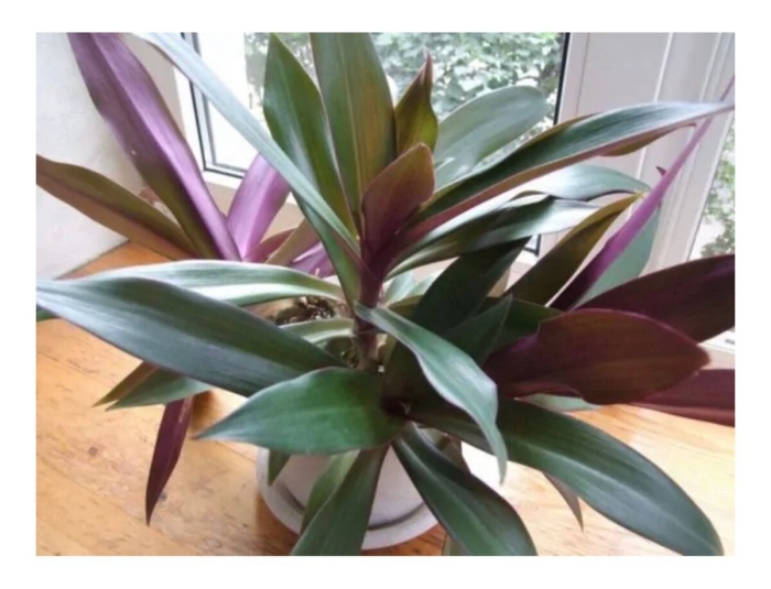 Традесканция покрывальчатая рео