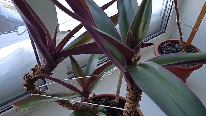 Рео ладья моисея цветок