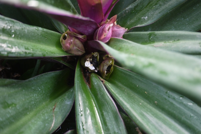 Традесканция покрывальчатая рео