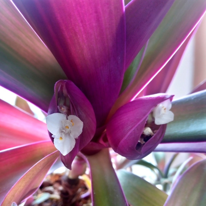 Ладья моисея цветок