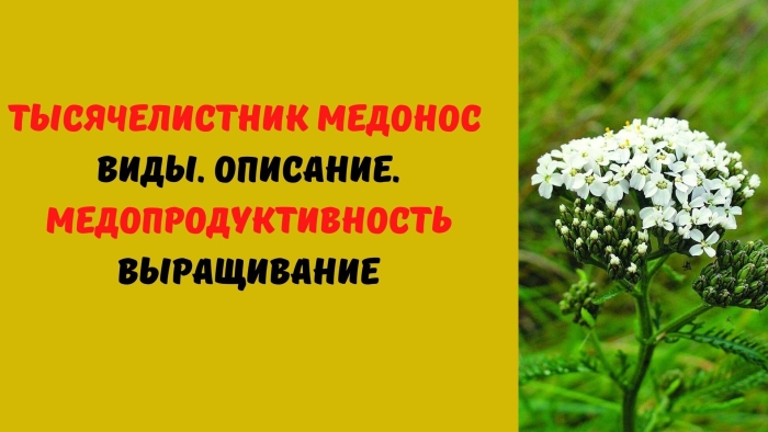 Тысячелистник медонос
