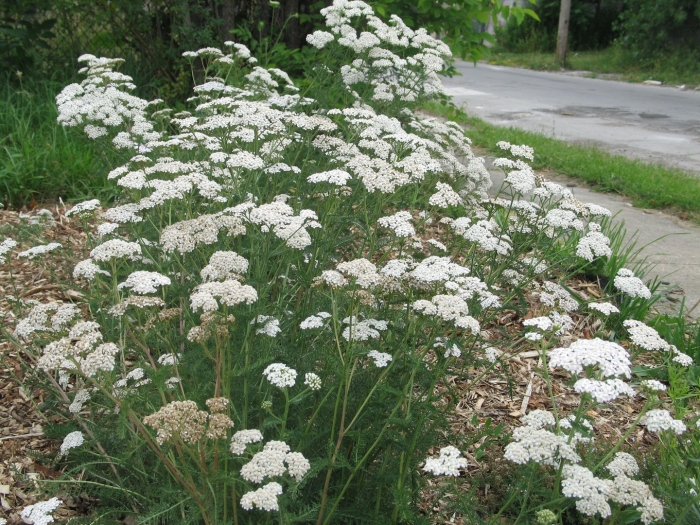Achillea alpina