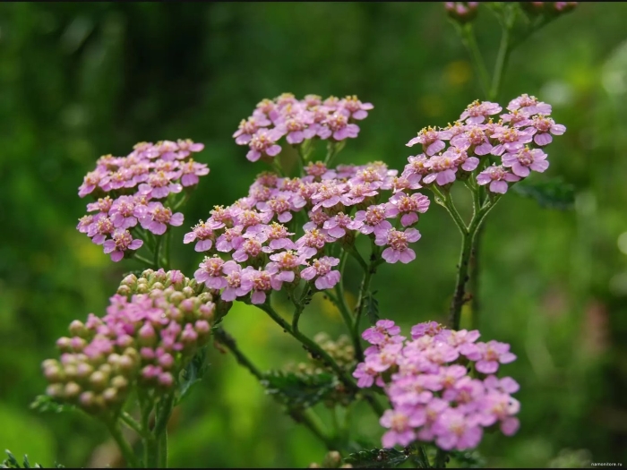 Тысячелистник полевой
