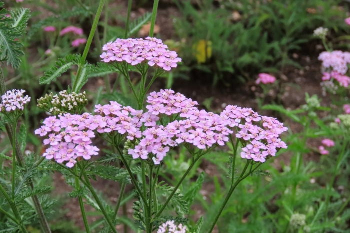 Тысячелистник лилак бьюти
