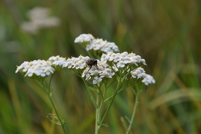 Тысячелистник обыкновенный