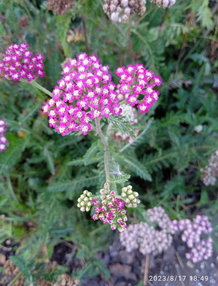 Тысячелистник обыкновенный achillea millefolium