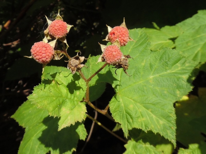 Малина душистая rubus odoratus