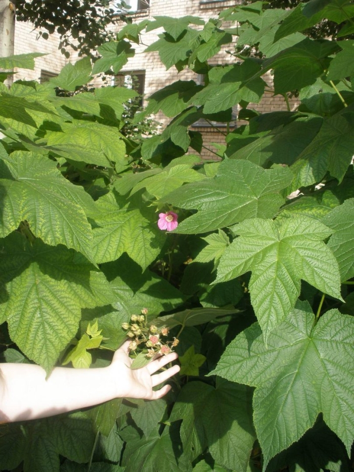 Малина душистая малиноклен