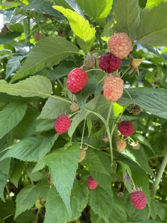 Куст малина