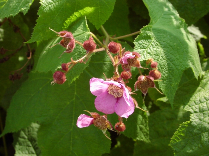 Малина душистая малиноклен