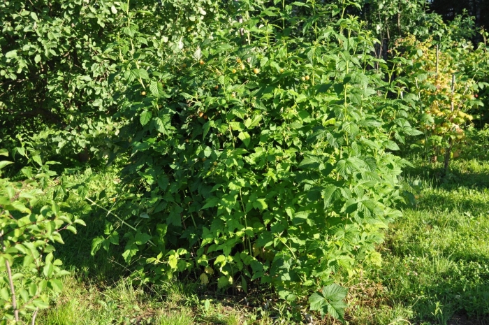 Малина кустарник