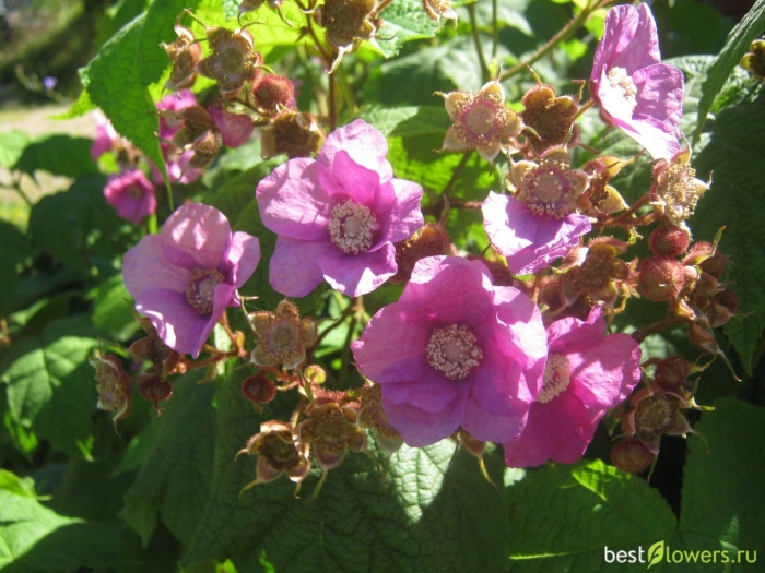 Малина душистая малиноклен