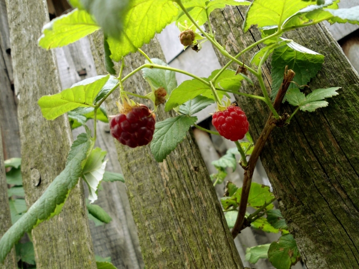 Малина на даче