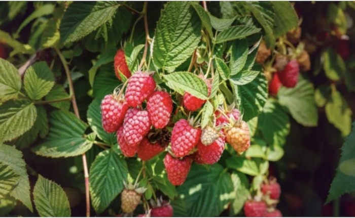 Ремонтантная малина