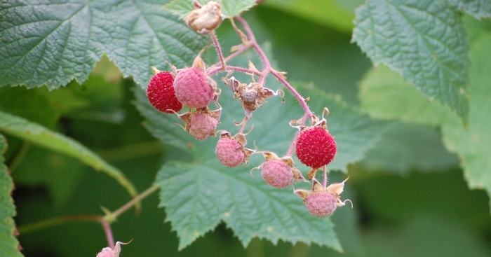 Тибетская малина