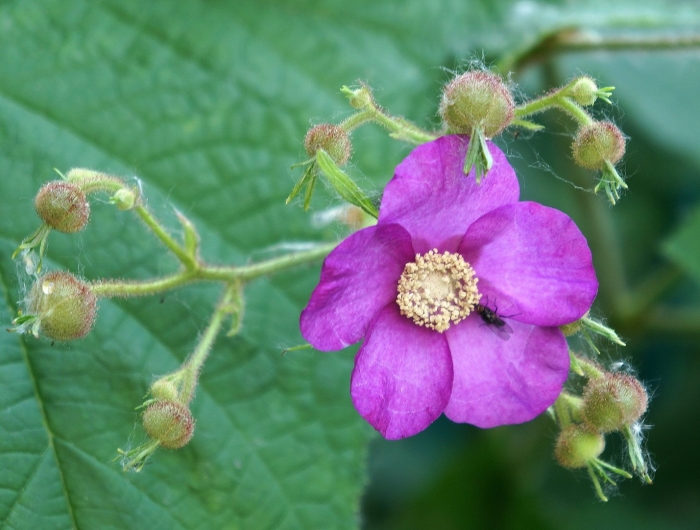 Малина душистая rubus odoratus