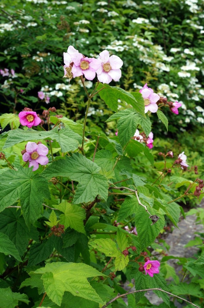 Малиноклён душистый