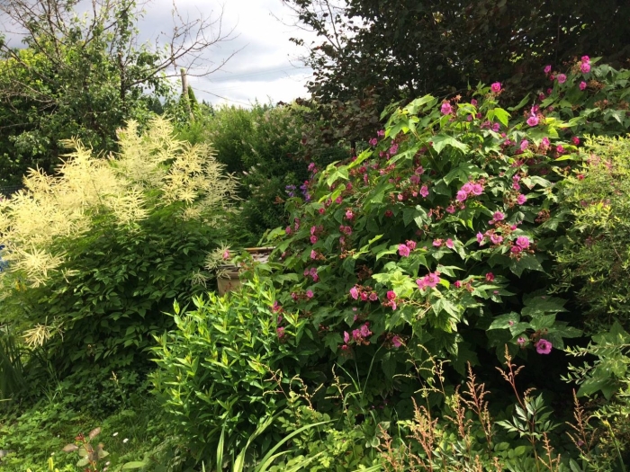 Койсман миксбордер