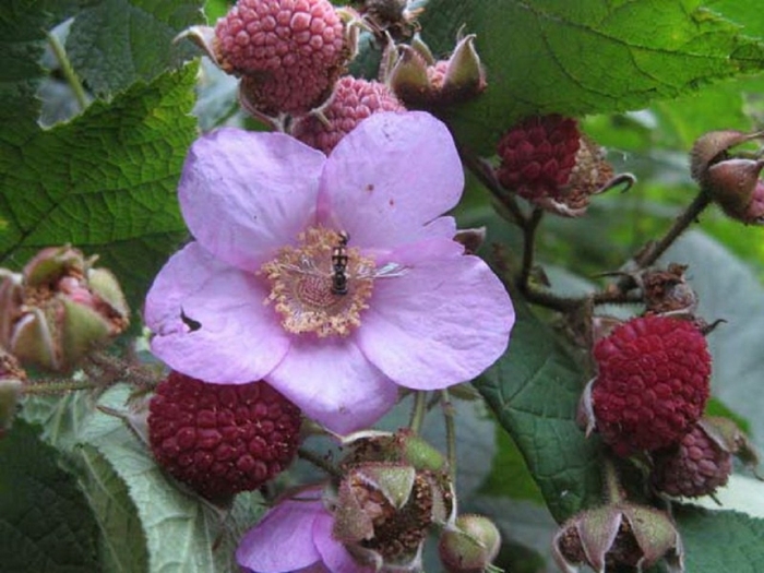 Малина душистая малиноклен