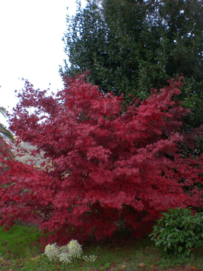 Acer palmatum atropurpureum