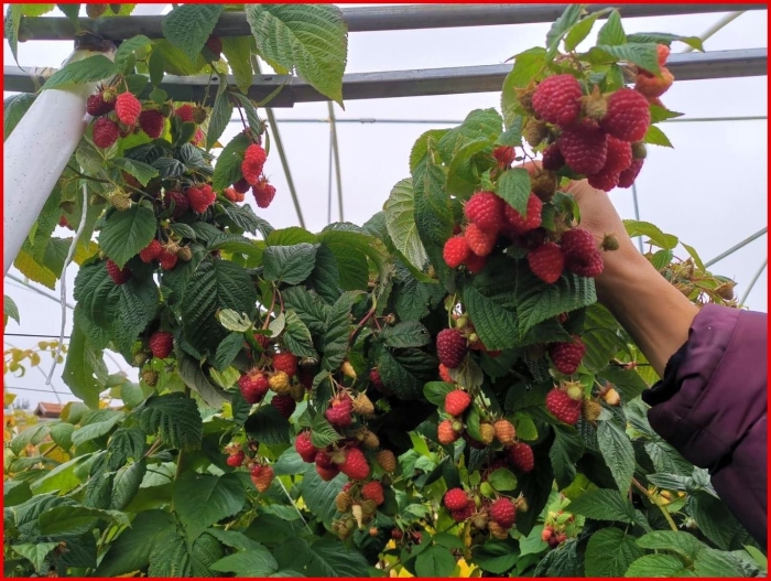 Малина ремонтантная малиновая гряда