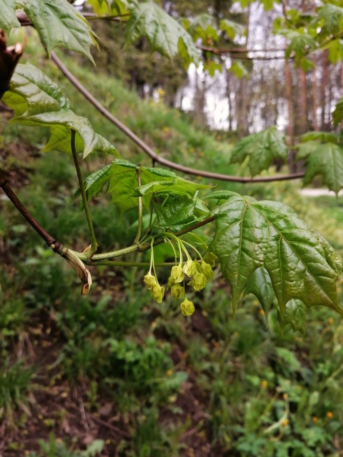 Малина клен кустарник