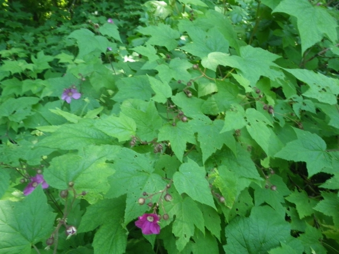 Rubus odoratus