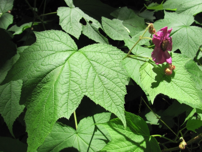 Малина душистая малиноклен