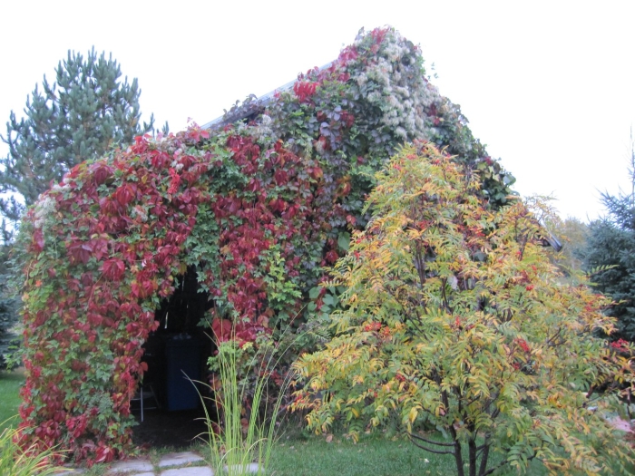 Девичий виноград пятилисточковый лиана