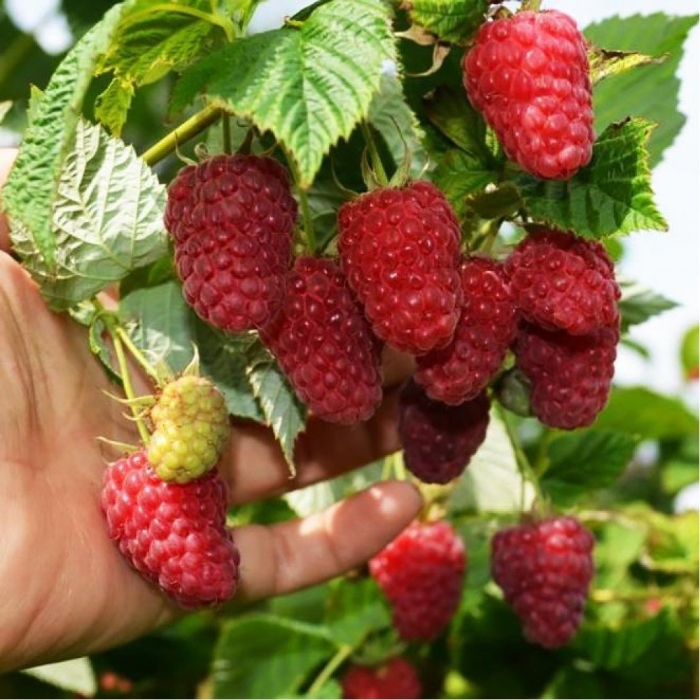 Малина крупноплодная краса россии