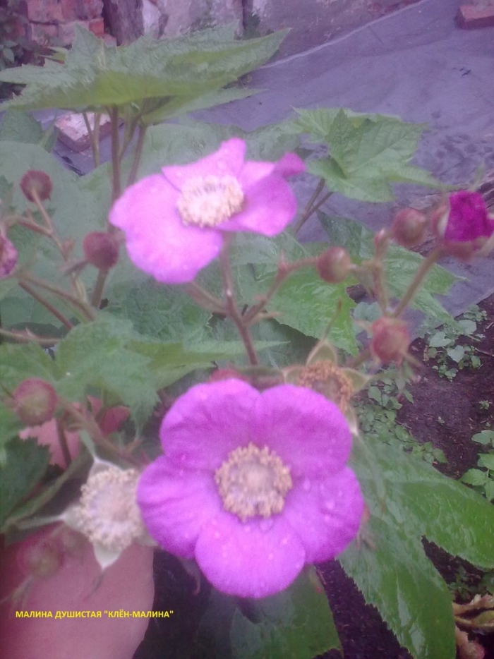 Малина клен душистая