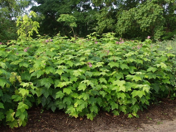 Малина душистая малиноклен