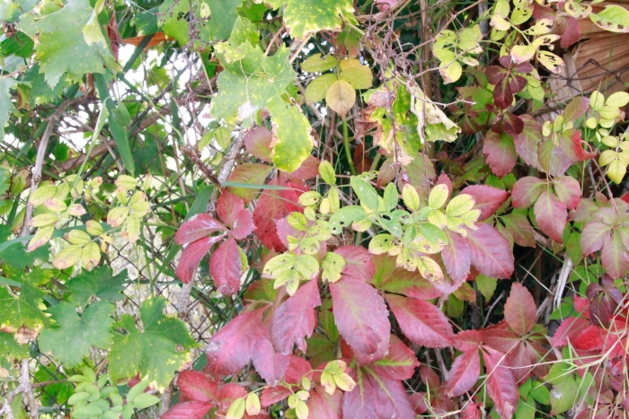 Девичий виноград пятилисточковый